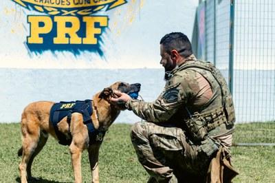 PRF realiza encontro nacional sobre o uso de cães policiais em Curitiba