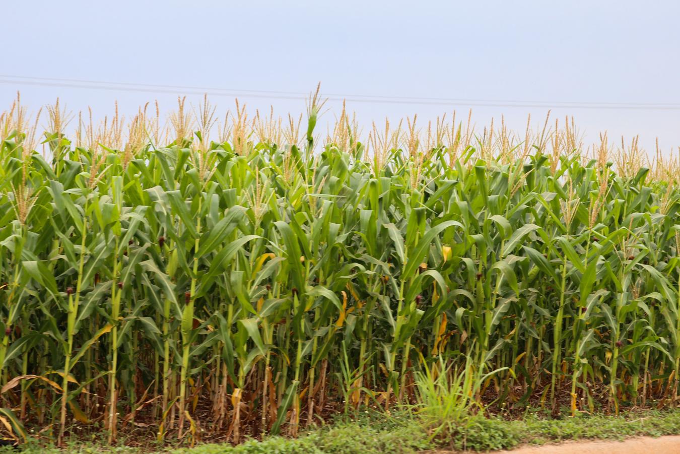 Exportações paranaenses de milho crescem 179% e receitas triplicam em 2025
