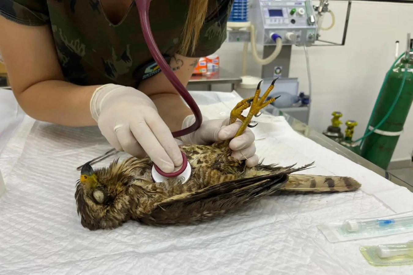 Rascunho automático