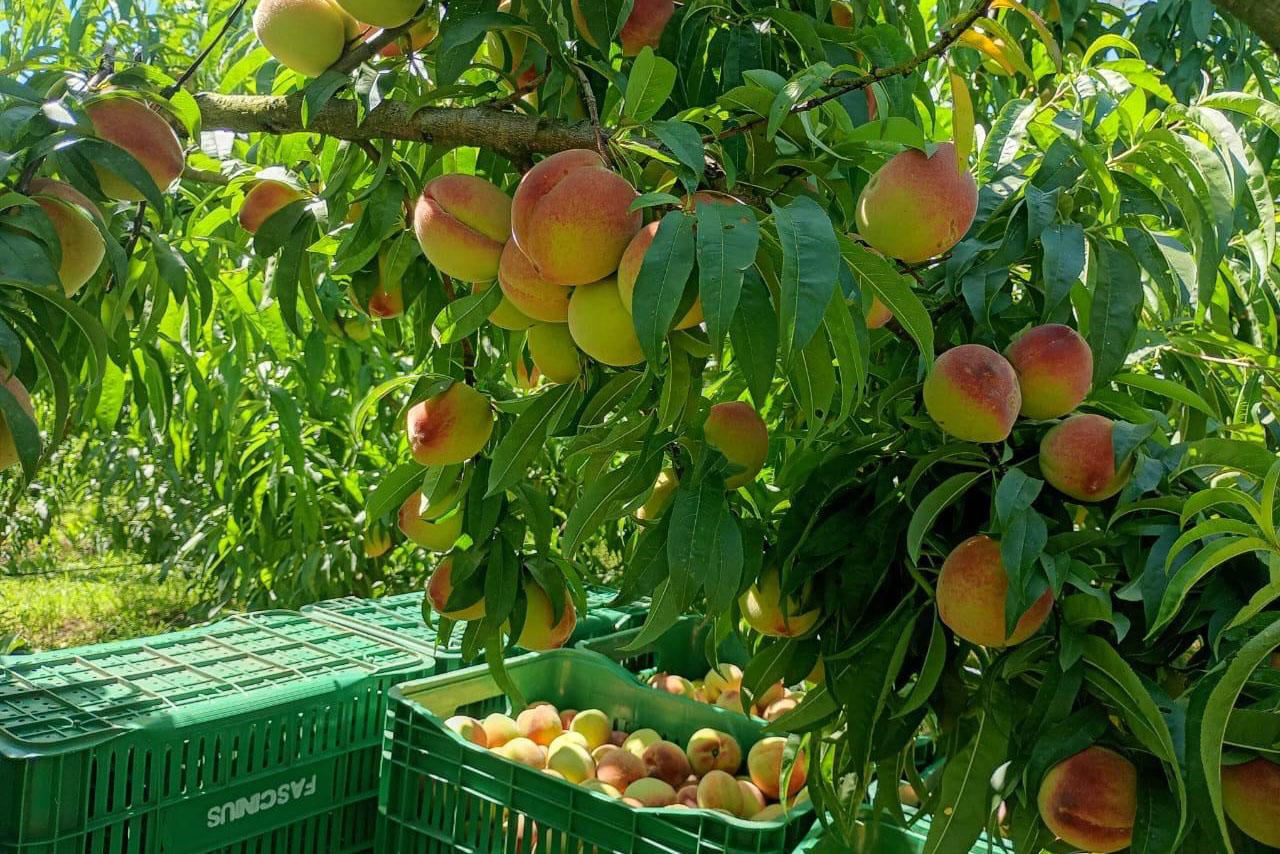 44ª Festa do Pêssego e 1ª Festa do Produtor refletem diversidade agrícola e importância do setor para Irati