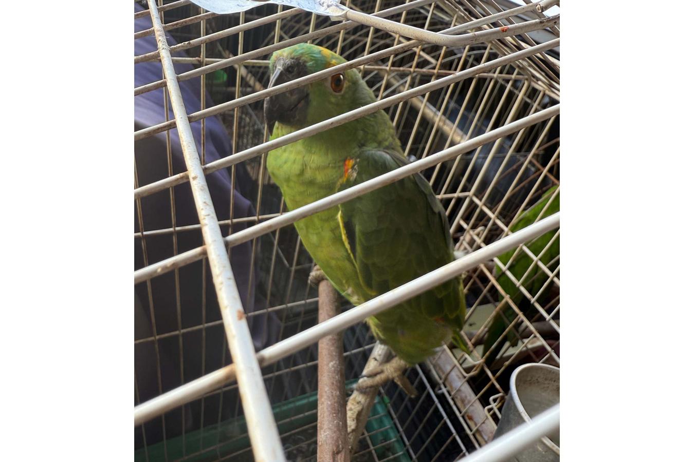 PCPR, PMPR e IAT resgatam 36 aves silvestres durante operação em Paraíso do Norte