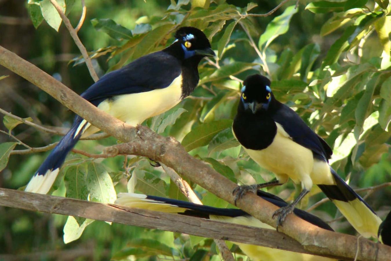 Vila Velha estreia observação de pássaros e Ponta Grossa entra na rota do birdwatching