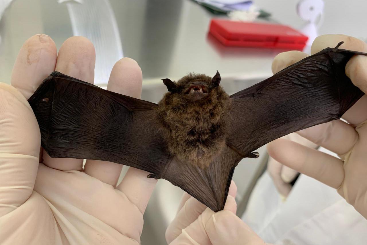Calor intensifica presença de morcegos e Saúde alerta para cuidados com a raiva