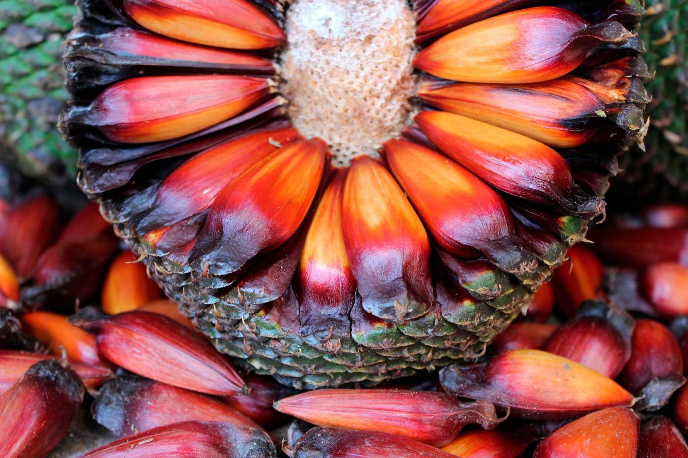 IAT adia temporada de pinhão no Paraná para garantir extração sustentável