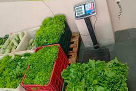 Rascunho automático