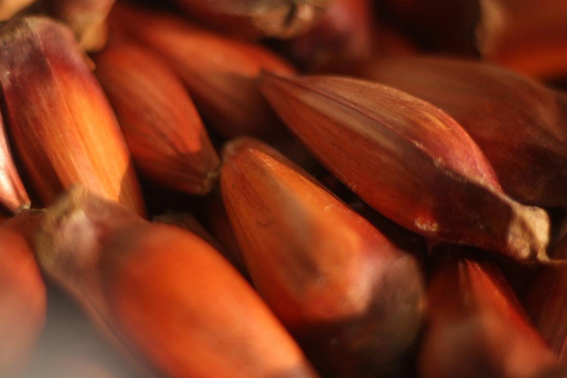 Rascunho automático