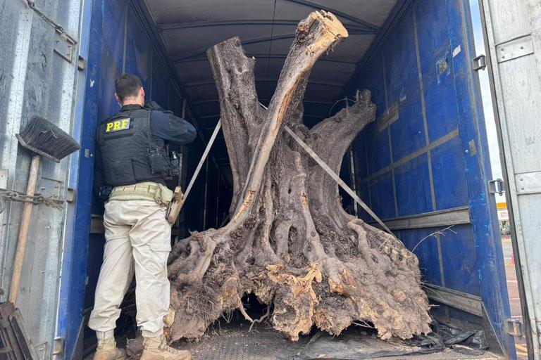 PRF apreende oliveiras contrabandeadas no Paraná