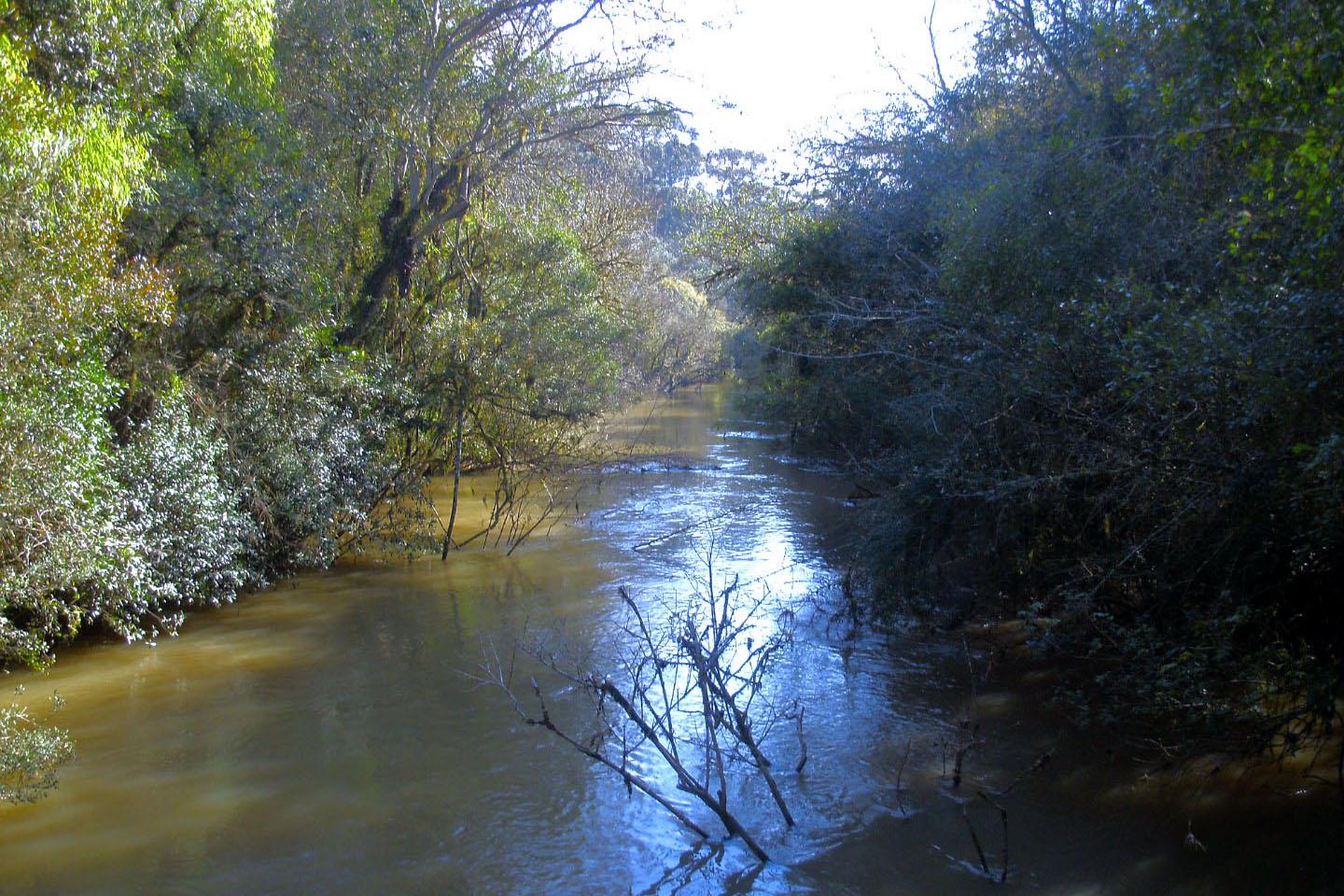 Rascunho automático