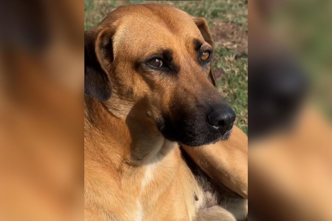 Rascunho automático