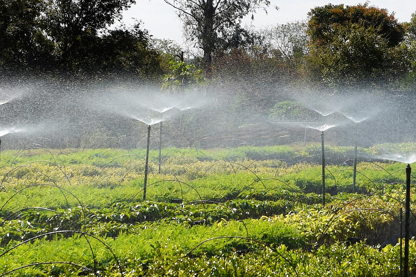 Frio e geadas exigem atenção no plantio de mudas, alerta Instituto Água e Terra