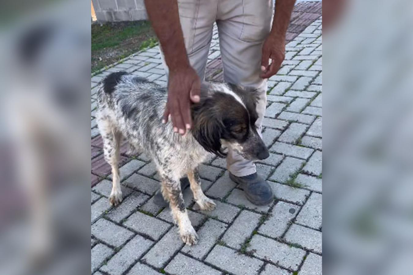 Prefeitura de Irati abre cadastro para novas castrações gratuitas de cães e gatos