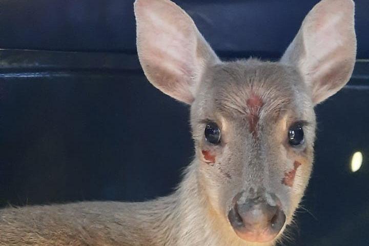 Veado-catingueiro encontrado ferido em Irati é solto pelo IAT após tratamento