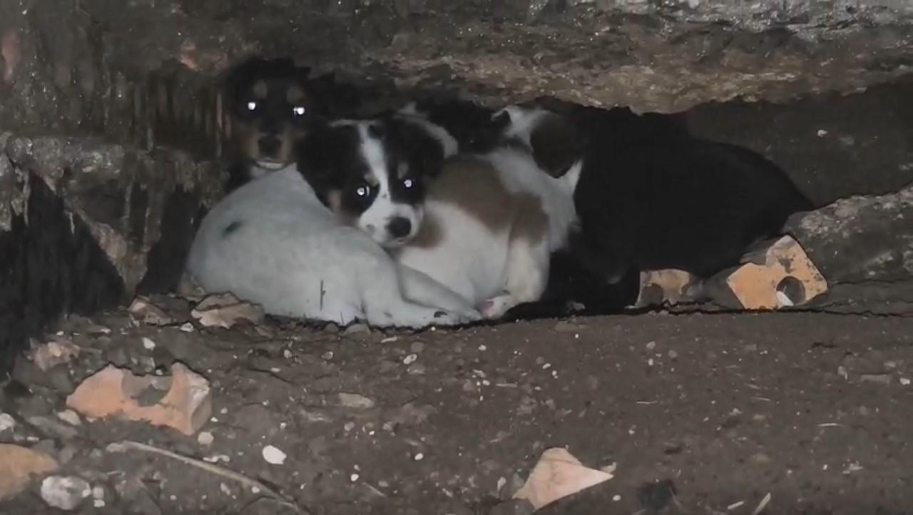 Defesa Animal resgata 15 animais em três ocorrências de abandono e maus-tratos em Irati
