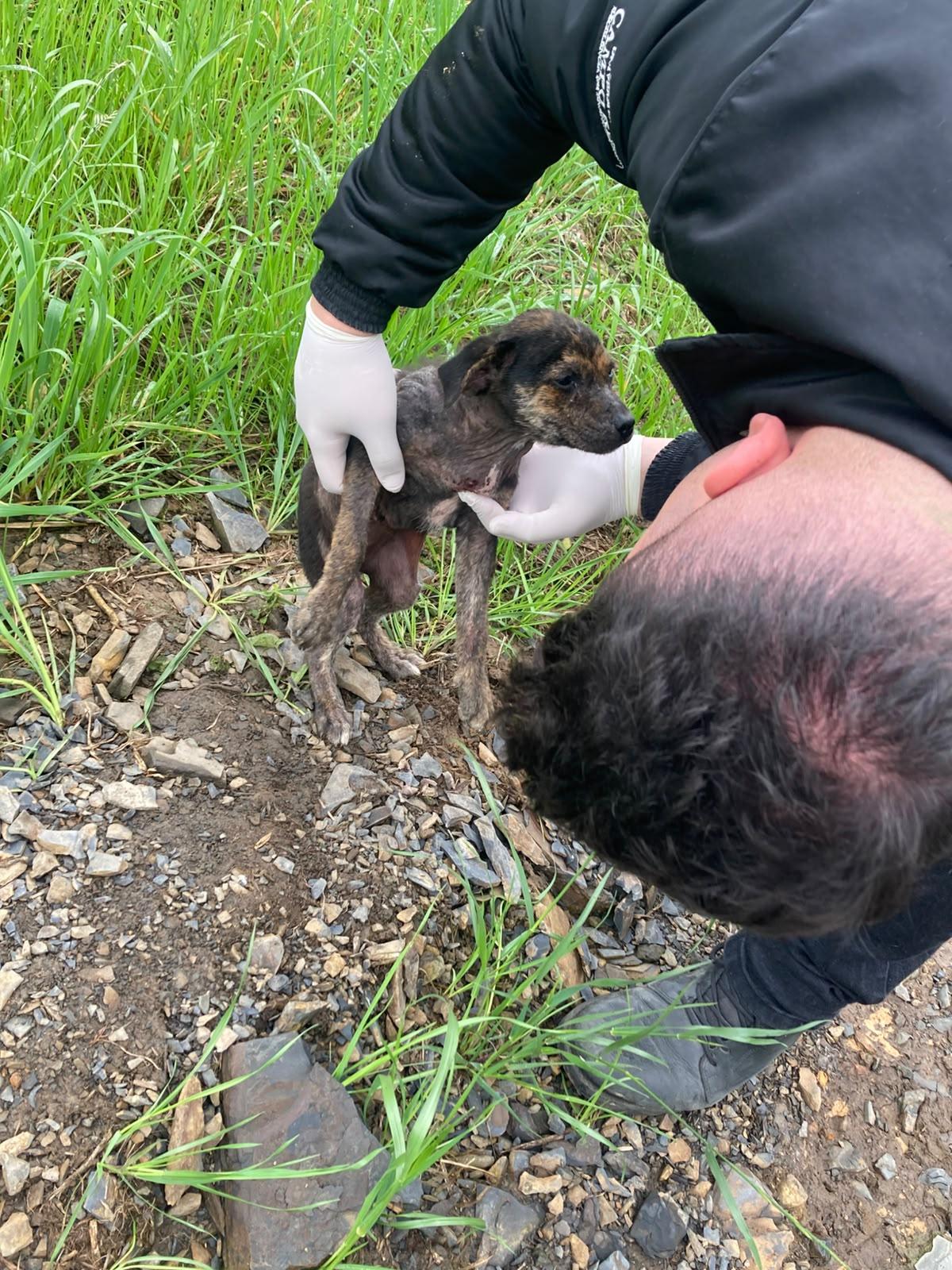 Defesa Animal resgata 15 animais em três ocorrências de abandono e maus-tratos em Irati