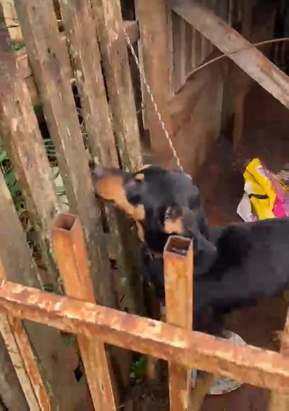Defesa Animal resgata 15 animais em três ocorrências de abandono e maus-tratos em Irati